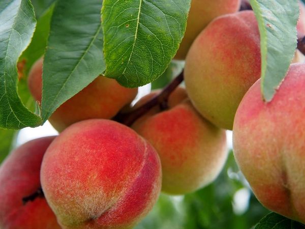 Blushing Peaches