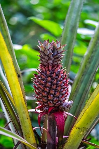 Pineapple Flower (PLTM)