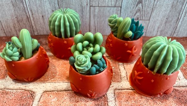 Succulent Pots - MTO