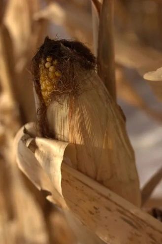 Corn Husk - OCTOBER LAST HURRAH