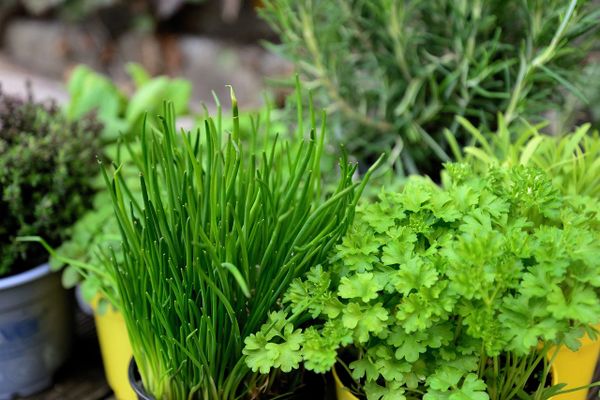 Homegrown Herbs - OCTOBER LAST HURRAH