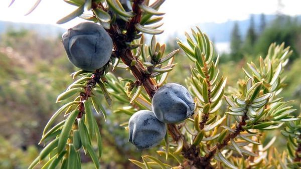 Juniper Breeze - OCTOBER LAST HURRAH