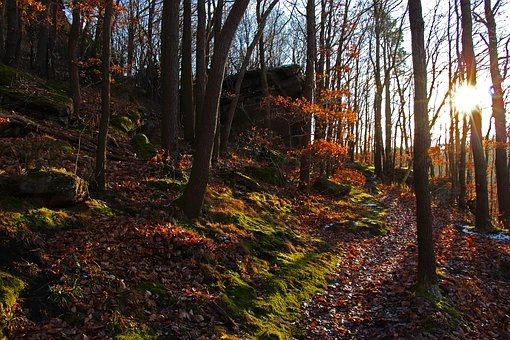 Mossy Forest Path - OCTOBER LAST HURRAH