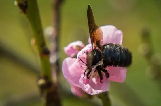 Nectarine Blossoms & Honey (PLTM) - OCTOBER LAST HURRAH