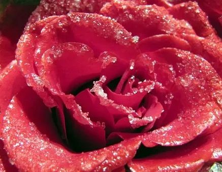 Sugared Rose Petals - OCTOBER LAST HURRAH