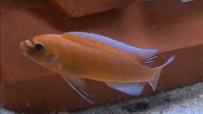  Labeotropheus trewavasae (Chilumba) - Oth's Cichlids