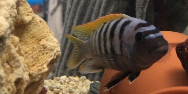 Oth's Cichlids - Cynotilapia Jalo Reef