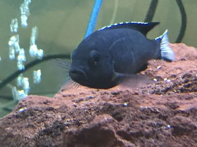 Pseudotropheus acei ngara - Oth's Cichlids