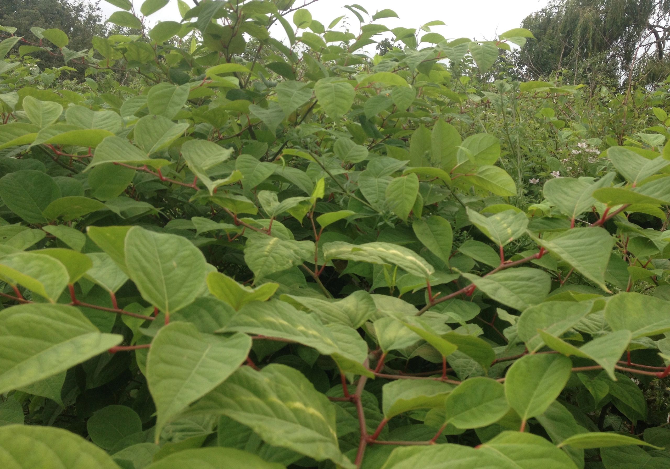 Huge Japanese Knotweed stand in Colchester, Essex. The lines on the leaves are damage from frost.