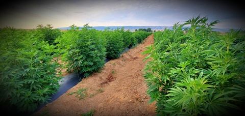 Casper, Wyoming Hemp grown for CBD Products such as Oils, Salves and Honey