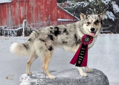 Merlin is a Silver Merle and received his first TITLE in CDSP Obedience 