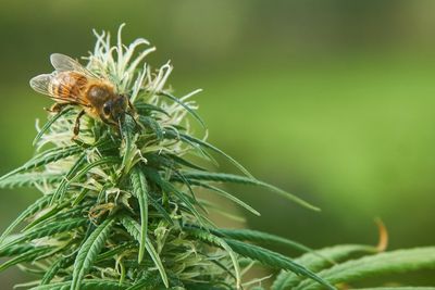 A bee pollinates luscious cannabis flower.