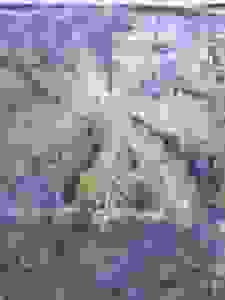 image462