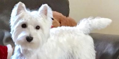 Closeup shot of puppy in white on the display