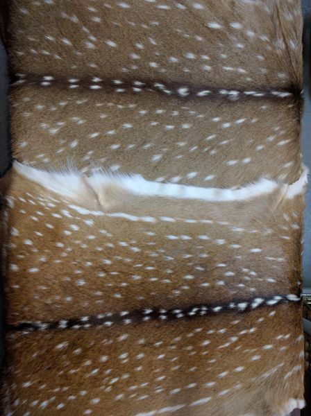 Axis Deer Hide, A Grade Tanned Premium Quality