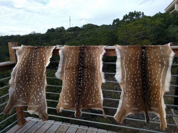 Axis Deer Hide, A Grade Tanned Premium Quality