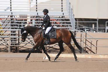 Bay horse showing in Dressage.