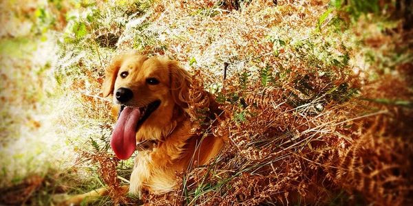 Florrie, Labradoodle, in the bracken in Bushy Park