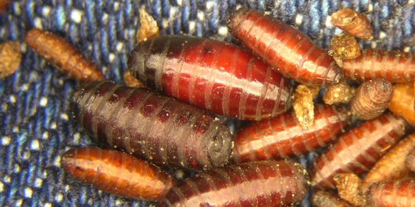 Blowfly (Calliphora) puparia