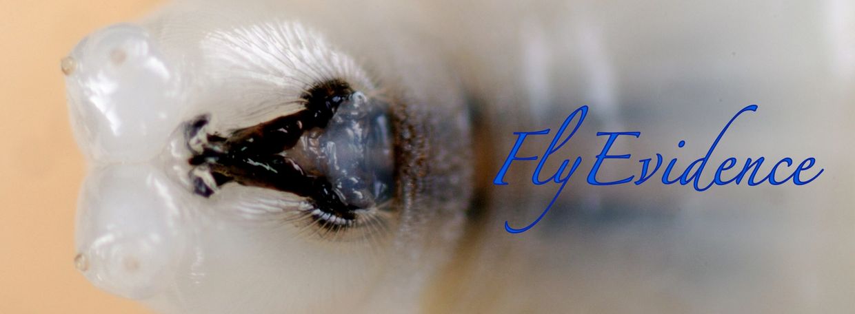 FlyEvidence: Insect Identification UK
