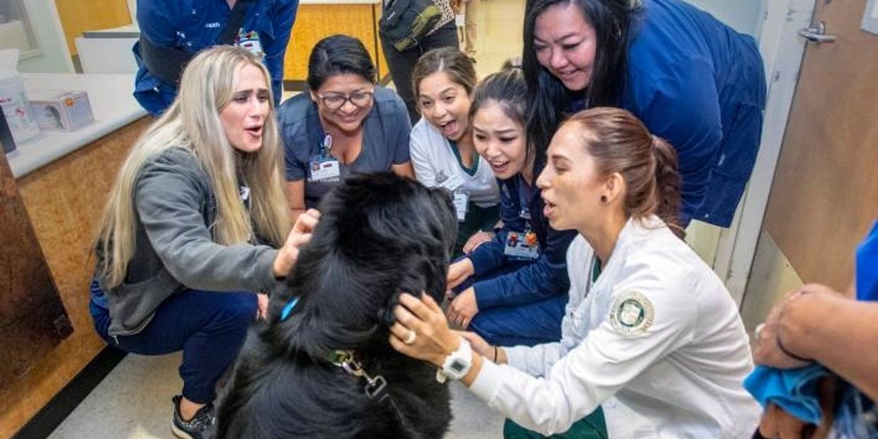 Bruno, the Anaheim police dog shot in the line of duty, 'touched so many  lives' – Orange County Register