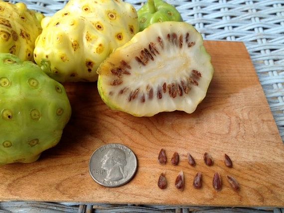 Noni (Morinda citrifolia)