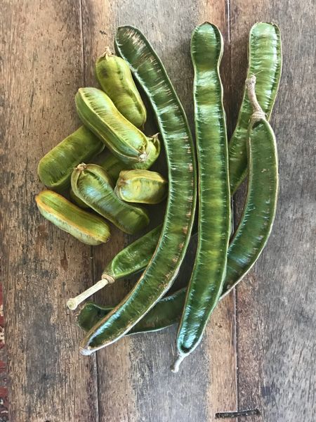 Ice Cream Bean Tree (Inga Spectabilis) | Maui Seeds