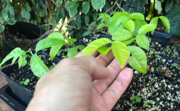 Ice Cream Bean Tree/4" Seedling | Maui Seeds