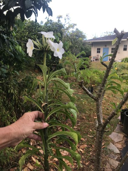 Bridal Bouquet Plumeria (Plumeria pudica) 12" Cutting | Maui Seeds
