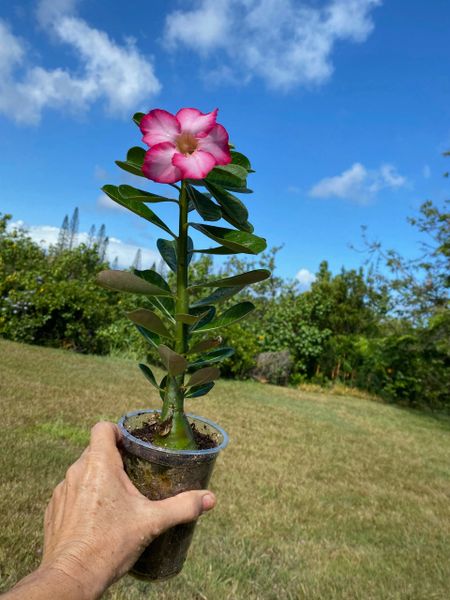 Adenium Obesum Desert Rose Grown in a 6 Pot 