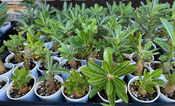 Adenium obesum (Desert Rose) 1 gallon – Paradise Found Nursery