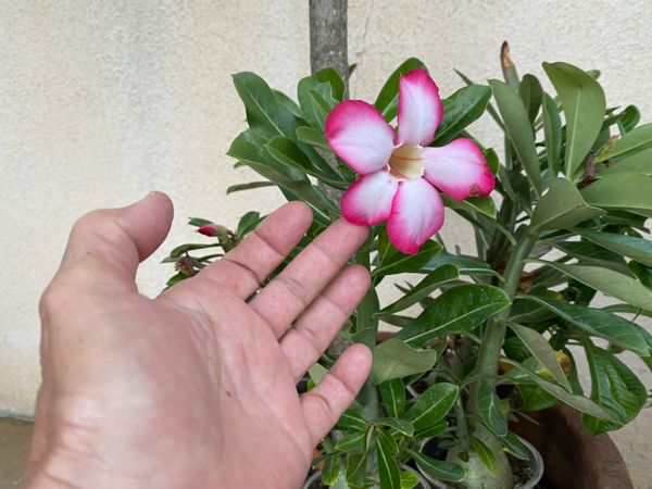 Rose du désert - Adenium obesum