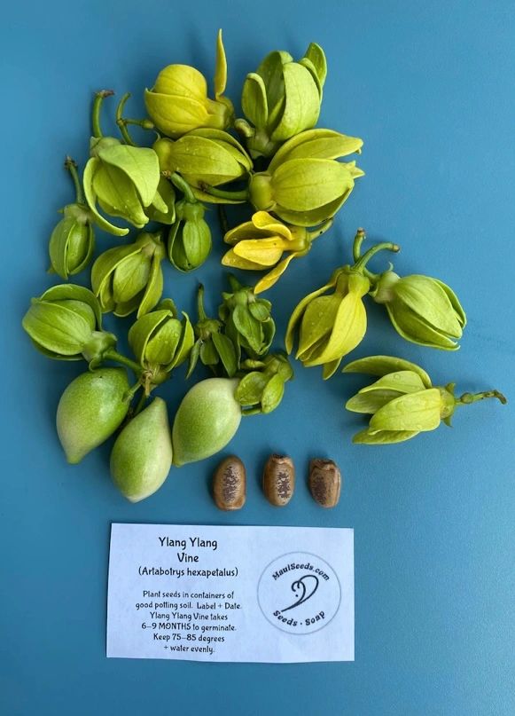 Ylang Ylang Vine (Artabotrys hexapetalus) | Maui Seeds