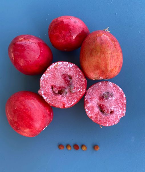 Natal Plum (Carissa macrocarpa) | Maui Seeds