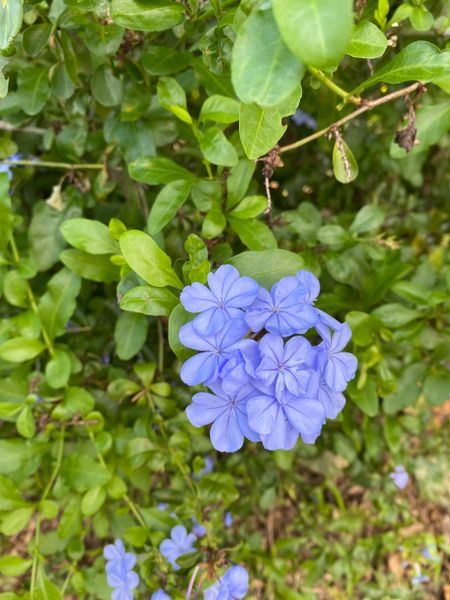 La Espiga #9, 22, Plumbago, Light Blue