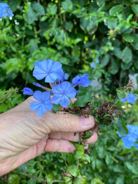 La Espiga #9, 22, Plumbago, Light Blue