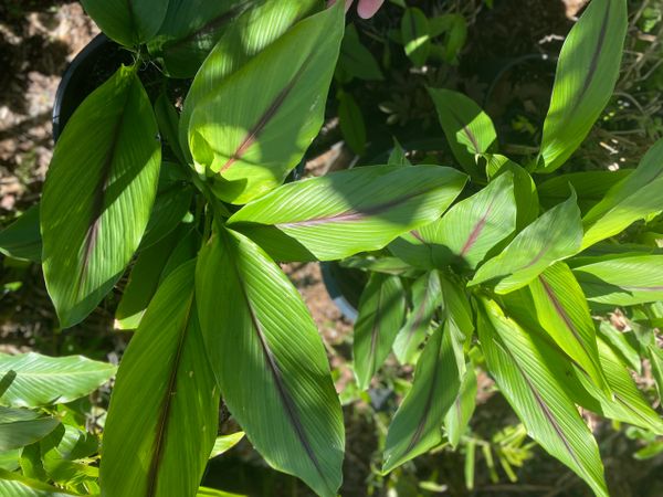 Plants de Curcuma x3