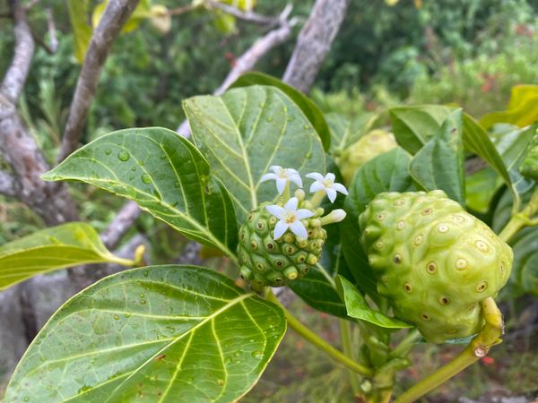 Vendita Noni (Morinda Citrifolia) 1 L (Noni) Biotona