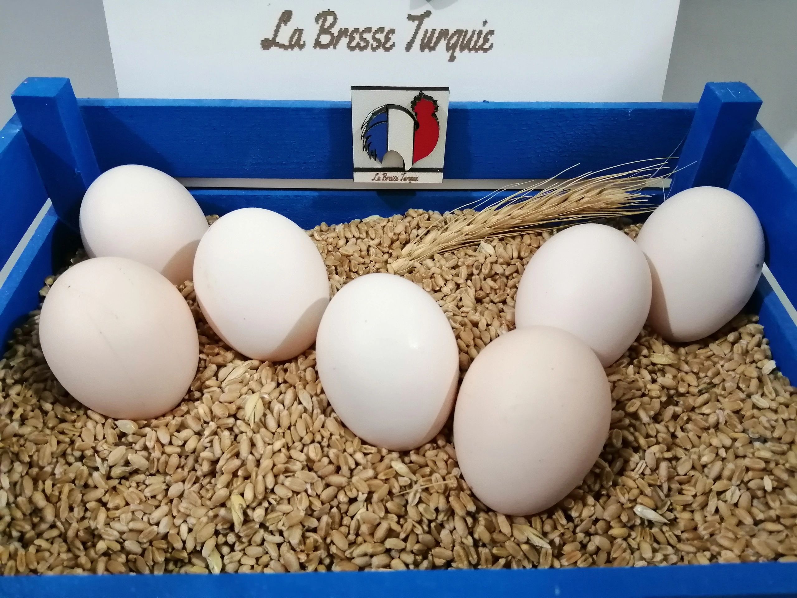 La Gauloise Saumon Doré Damızlık Yumurtaları ortalama 55 gr beyaz kabuktur.