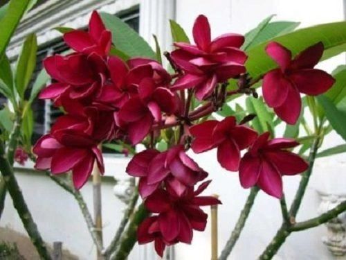 Dragons Breath 12in Cutting Plumeria Plus