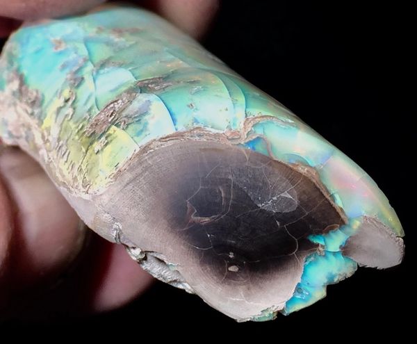 SOLD-AMAZING Blue/green PETRIFIED WOOD OPAL Limbcast VIRGIN VALLEY