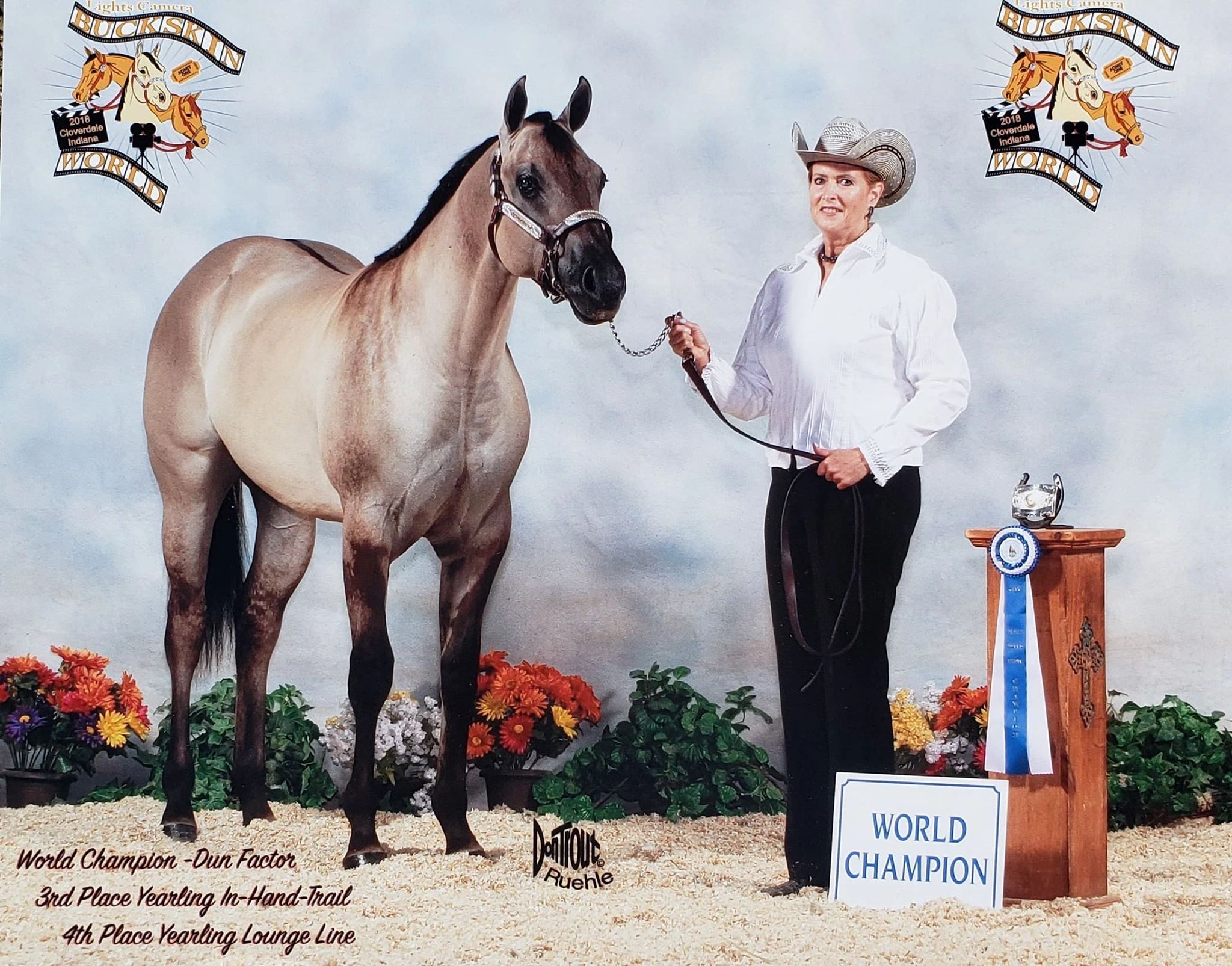 Grulla proven producing  stallion loud dun factor versatile AQHA IBHA NFQHA ABRA 