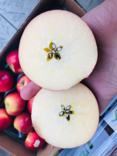 Sugar bee apples 【最甜脆的苹果】新丰收华盛顿大号蜜蜂苹果