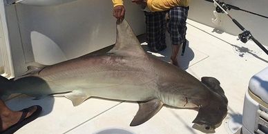 Hammerhead-Shark-Fishing-in-Texas