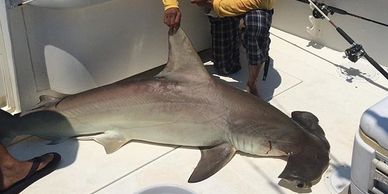 Shark Fishing Galveston TX, Shark Hunt Trip