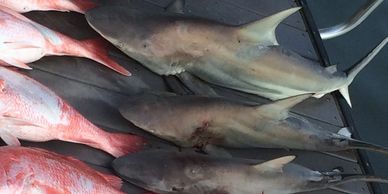 Halfday-Texas-Shark-Fishing-Trip