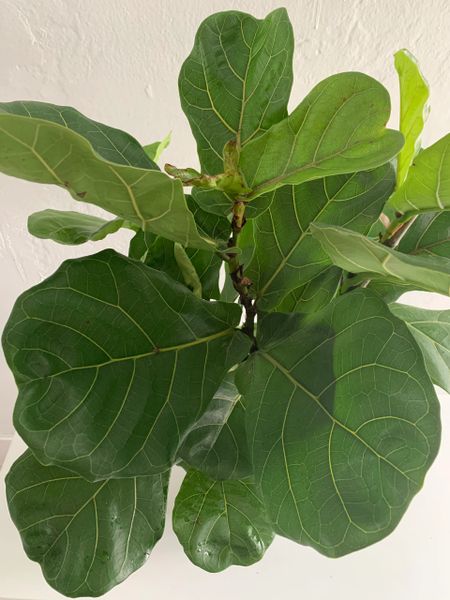 Ficus lyrata