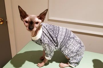 Vetements Chat Mayacreations Vetements Chat Mayacreations