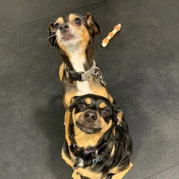 Tally Wags, LLC - Dog Day Care, Dog and Cat Boarding