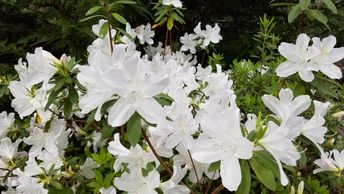 Cluster of white azalea flowers in full bloom with green foliage.